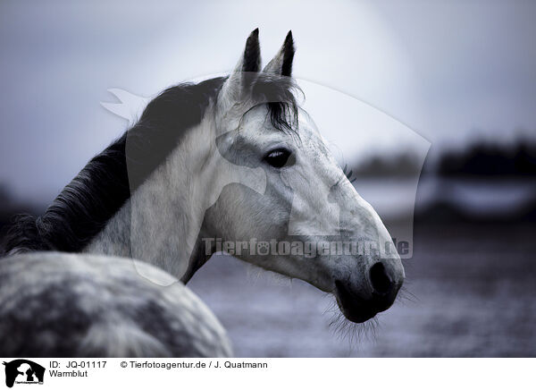 Warmblut / JQ-01117