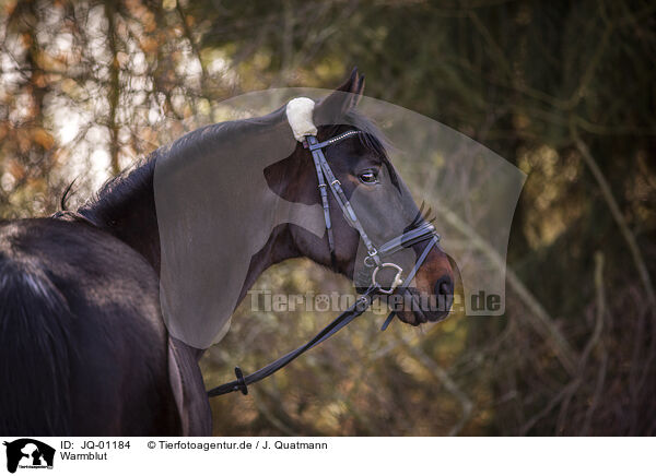 Warmblut / warmblood / JQ-01184