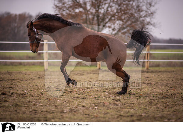 Warmblut / warmblood / JQ-01233