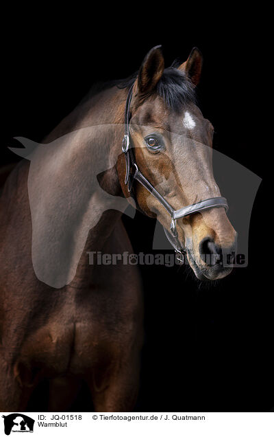 Warmblut / warmblood / JQ-01518