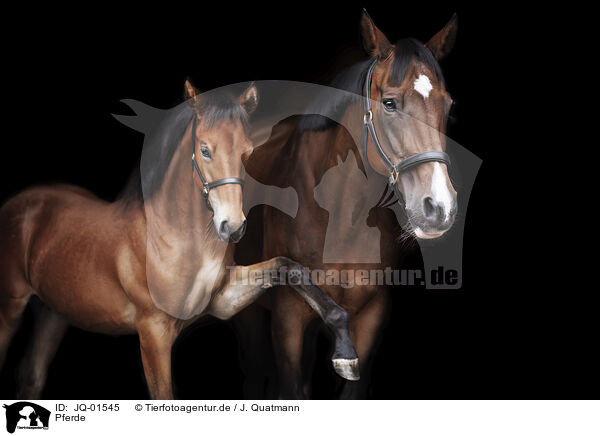 Pferde / horses / JQ-01545