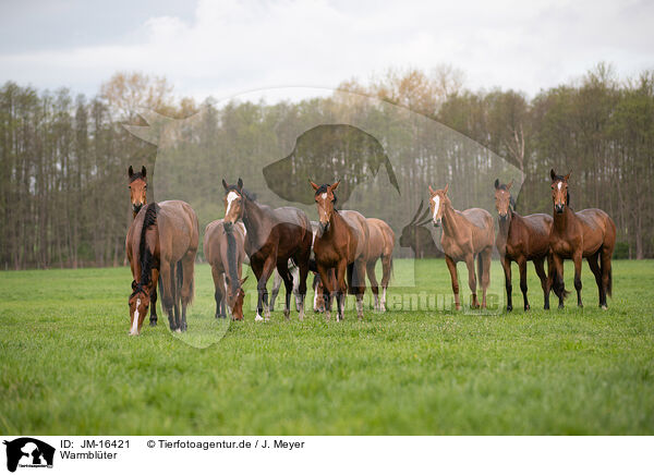 Warmbl�ter / JM-16421