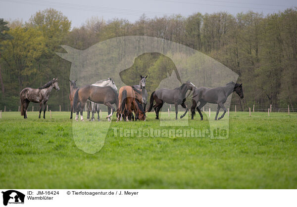 Warmbl�ter / JM-16424