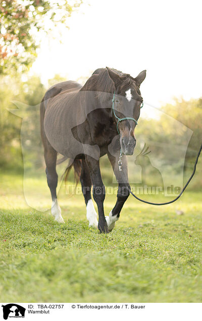 Warmblut / warmblood / TBA-02757