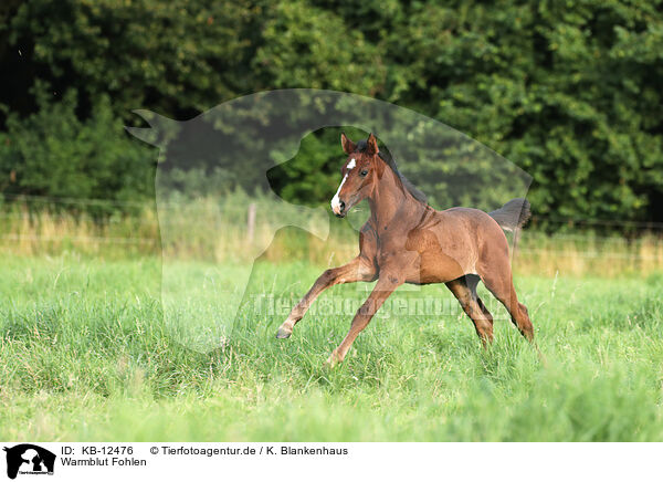 Warmblut Fohlen / warmblood foal / KB-12476