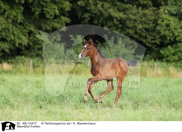 Warmblut Fohlen / warmblood foal / KB-12477