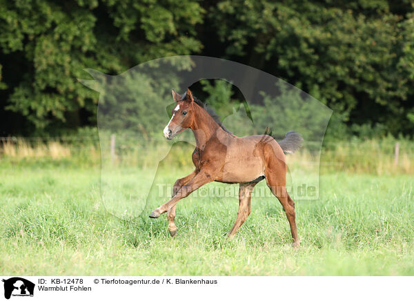 Warmblut Fohlen / warmblood foal / KB-12478