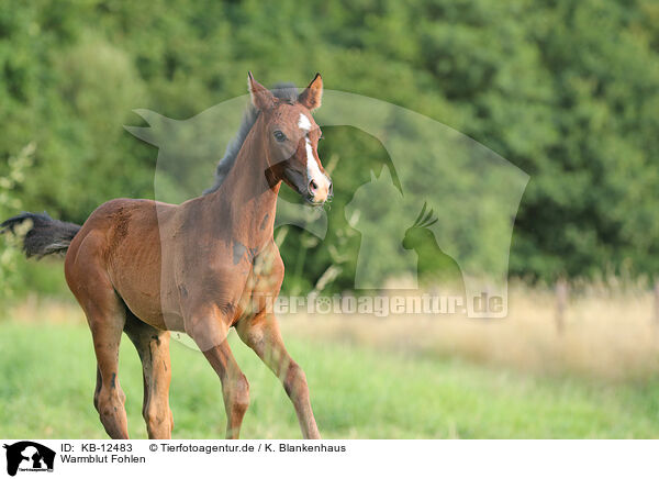 Warmblut Fohlen / warmblood foal / KB-12483