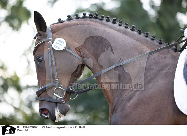 Warmblut / BK-02662