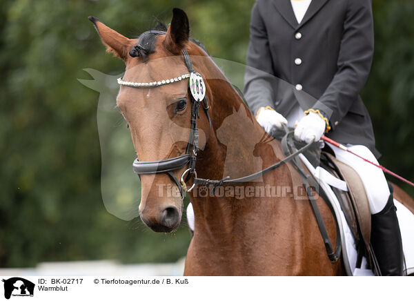 Warmblut / warmblood / BK-02717