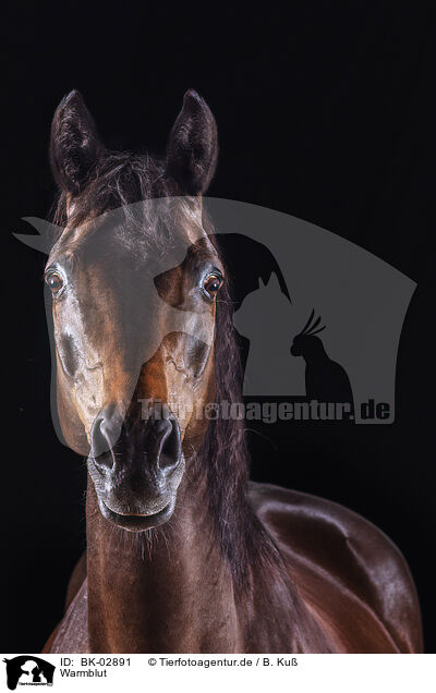 Warmblut / warmblood / BK-02891