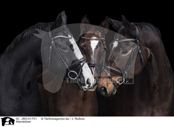 Warmblter / warmbloods / JRO-01751