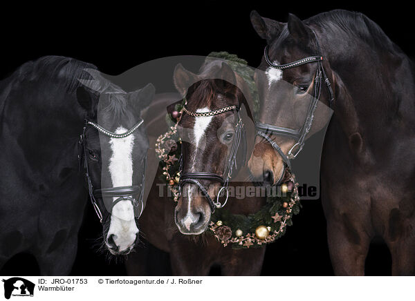 Warmblter / warmbloods / JRO-01753