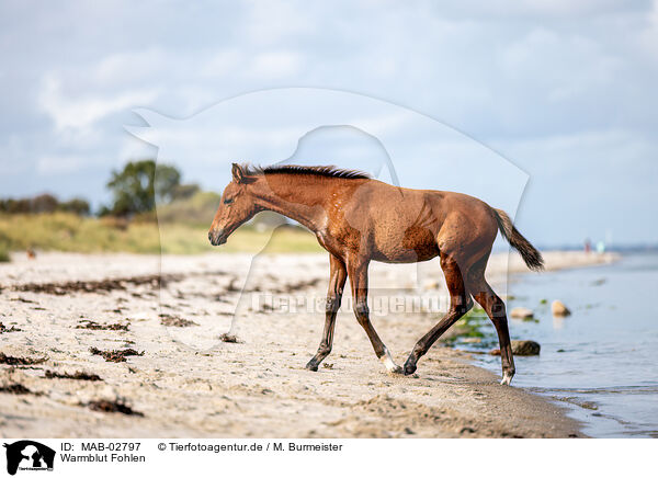 Warmblut Fohlen / warmblood foal / MAB-02797