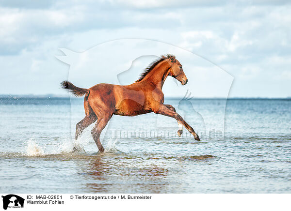 Warmblut Fohlen / warmblood foal / MAB-02801