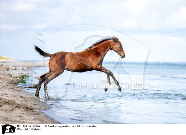 Warmblut Fohlen / warmblood foal / MAB-02804