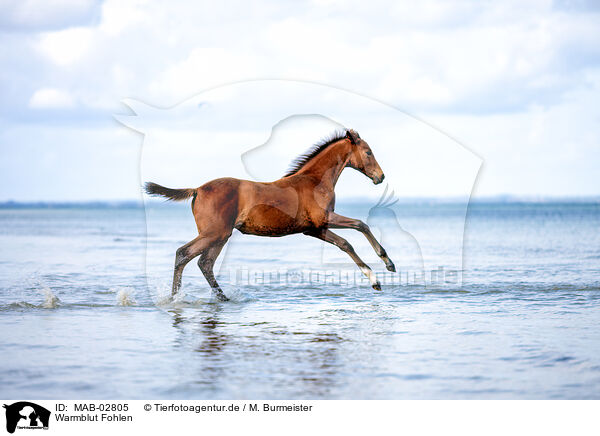 Warmblut Fohlen / warmblood foal / MAB-02805