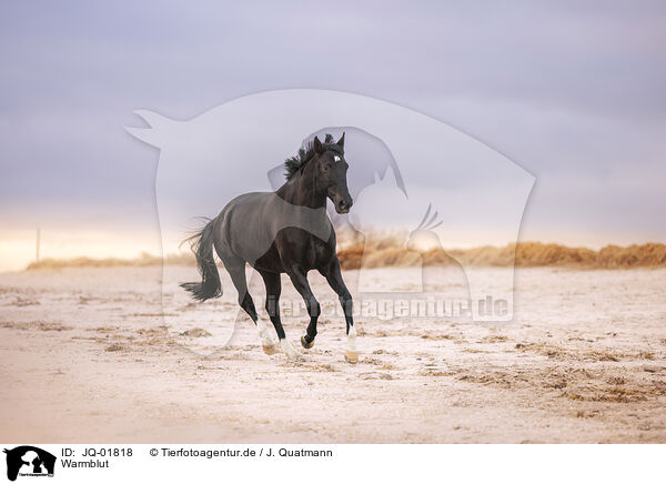 Warmblut / warmblood / JQ-01818