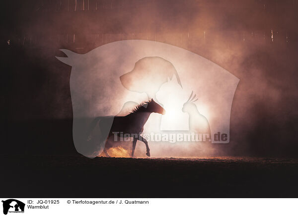 Warmblut / warmblood / JQ-01925