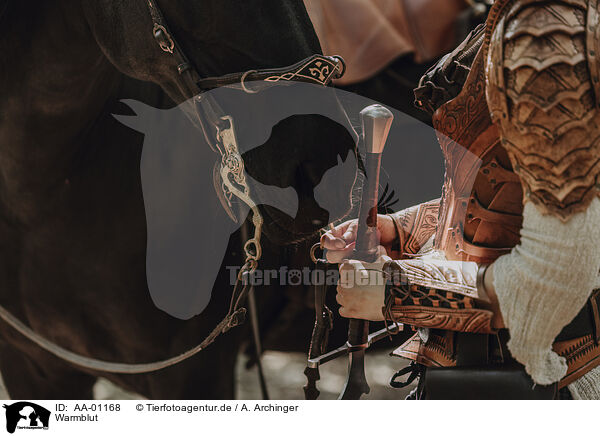 Warmblut / warmblood / AA-01168