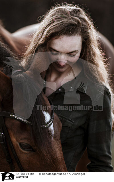 Warmblut / warmblood / AA-01186