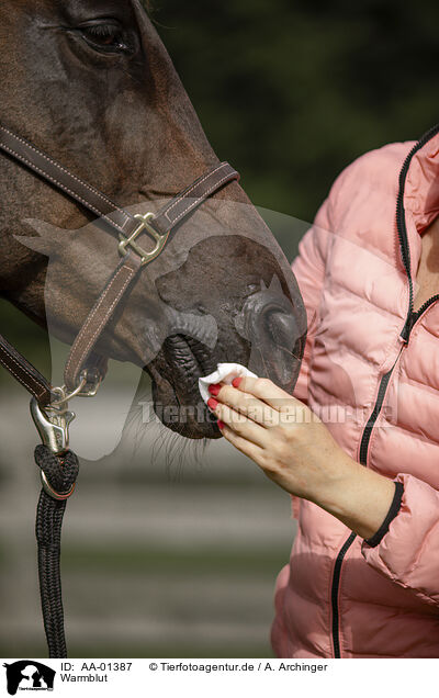Warmblut / warmblood / AA-01387