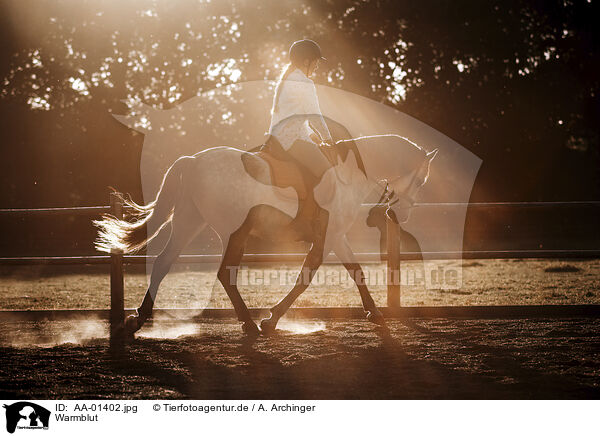 Warmblut / warmblood / AA-01402.jpg