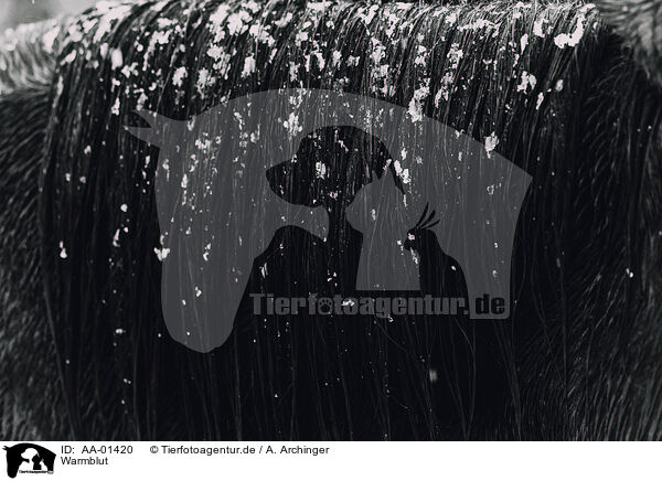 Warmblut / warmblood / AA-01420