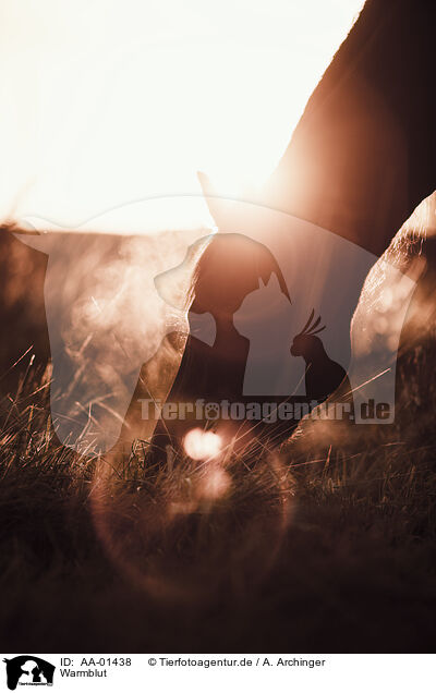 Warmblut / warmblood / AA-01438