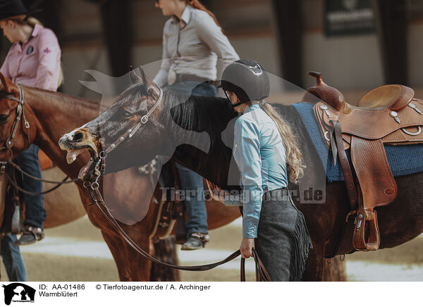 Warmbltert / warmbloods / AA-01486