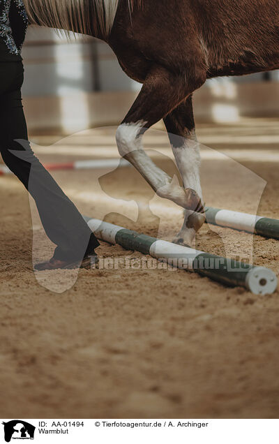 Warmblut / warmblood / AA-01494