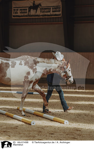 Warmblut / warmblood / AA-01498