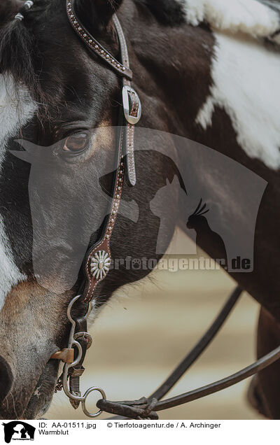 Warmblut / warmblood / AA-01511.jpg