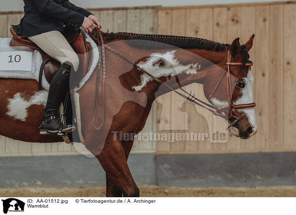 Warmblut / warmblood / AA-01512.jpg