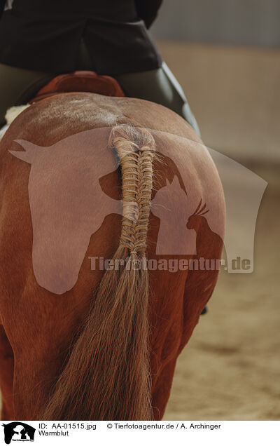 Warmblut / warmblood / AA-01515.jpg