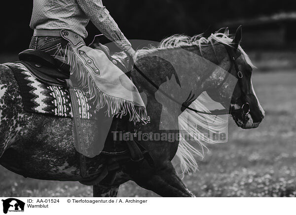 Warmblut / warmblood / AA-01524