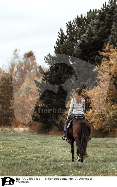 Warmblut / warmblood / AA-01534.jpg