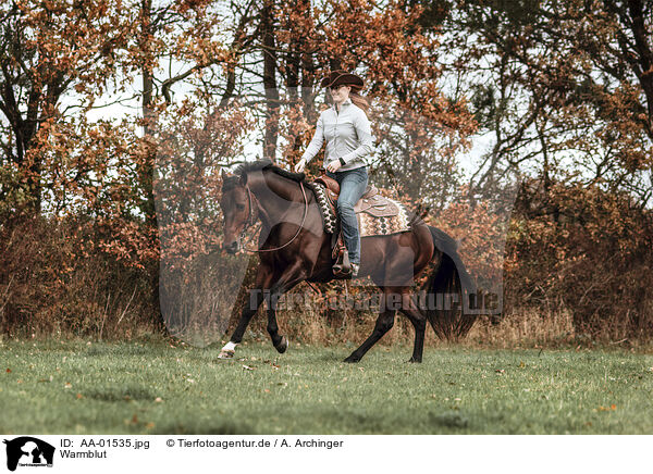Warmblut / warmblood / AA-01535.jpg