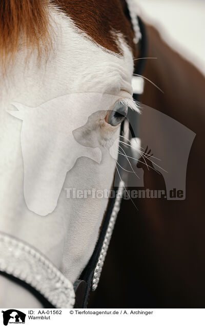 Warmblut / warmblood / AA-01562