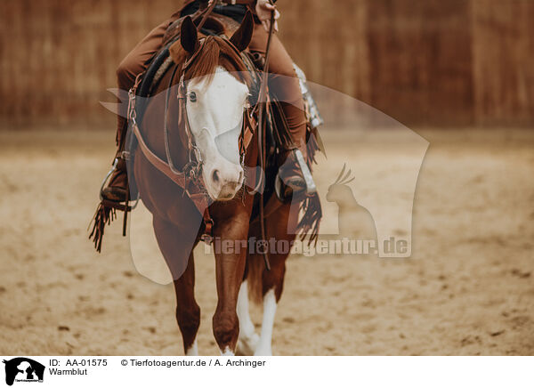 Warmblut / warmblood / AA-01575