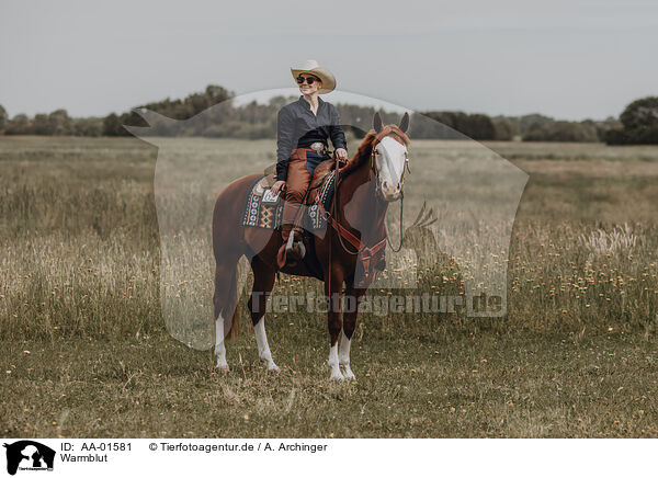 Warmblut / warmblood / AA-01581