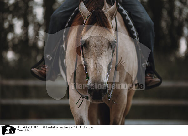 Warmblut / warmblood / AA-01597