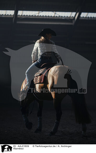 Warmblut / warmblood / AA-01609