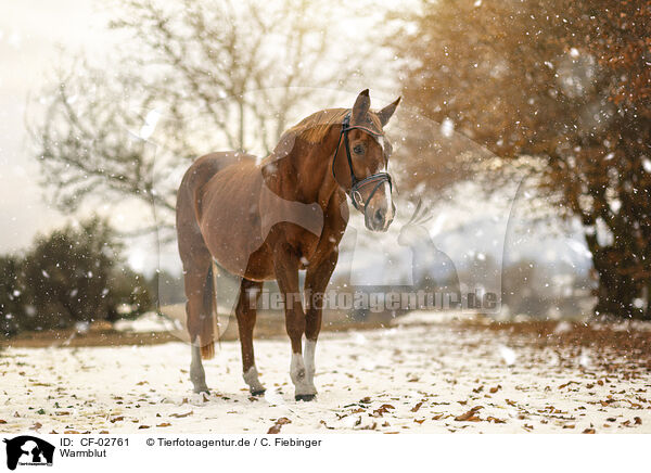 Warmblut / horse / CF-02761