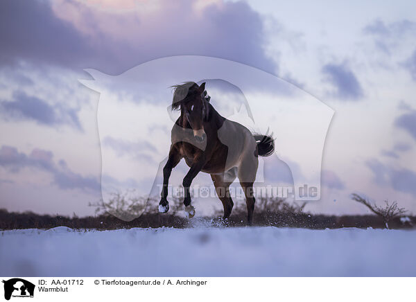 Warmblut / warmblood / AA-01712