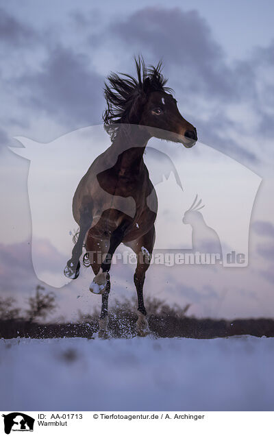 Warmblut / warmblood / AA-01713