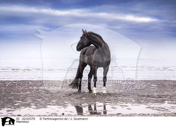 Warmblut / warmblood / JQ-02376