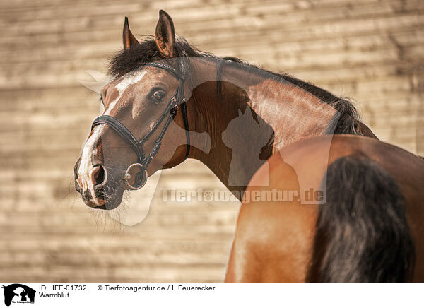 Warmblut / brown horse / IFE-01732