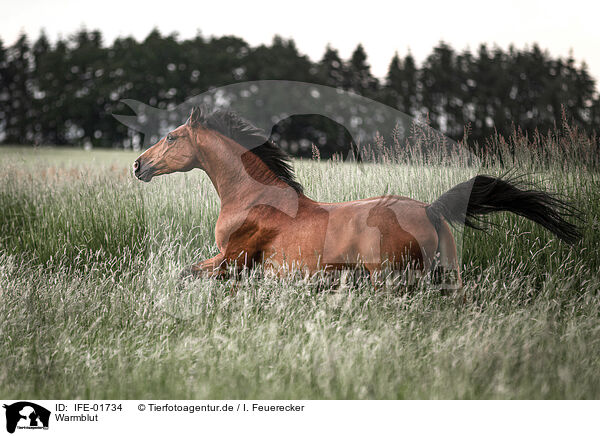 Warmblut / brown horse / IFE-01734