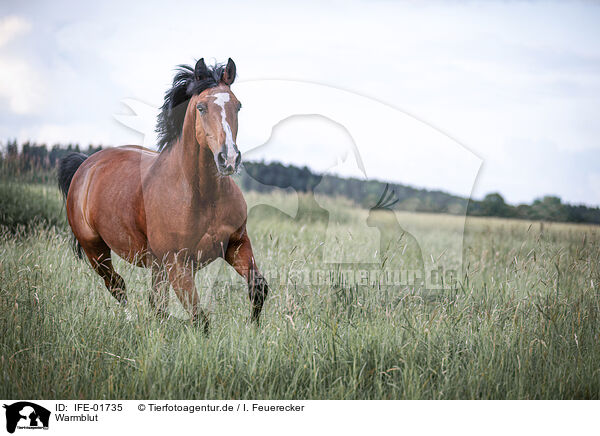 Warmblut / brown horse / IFE-01735